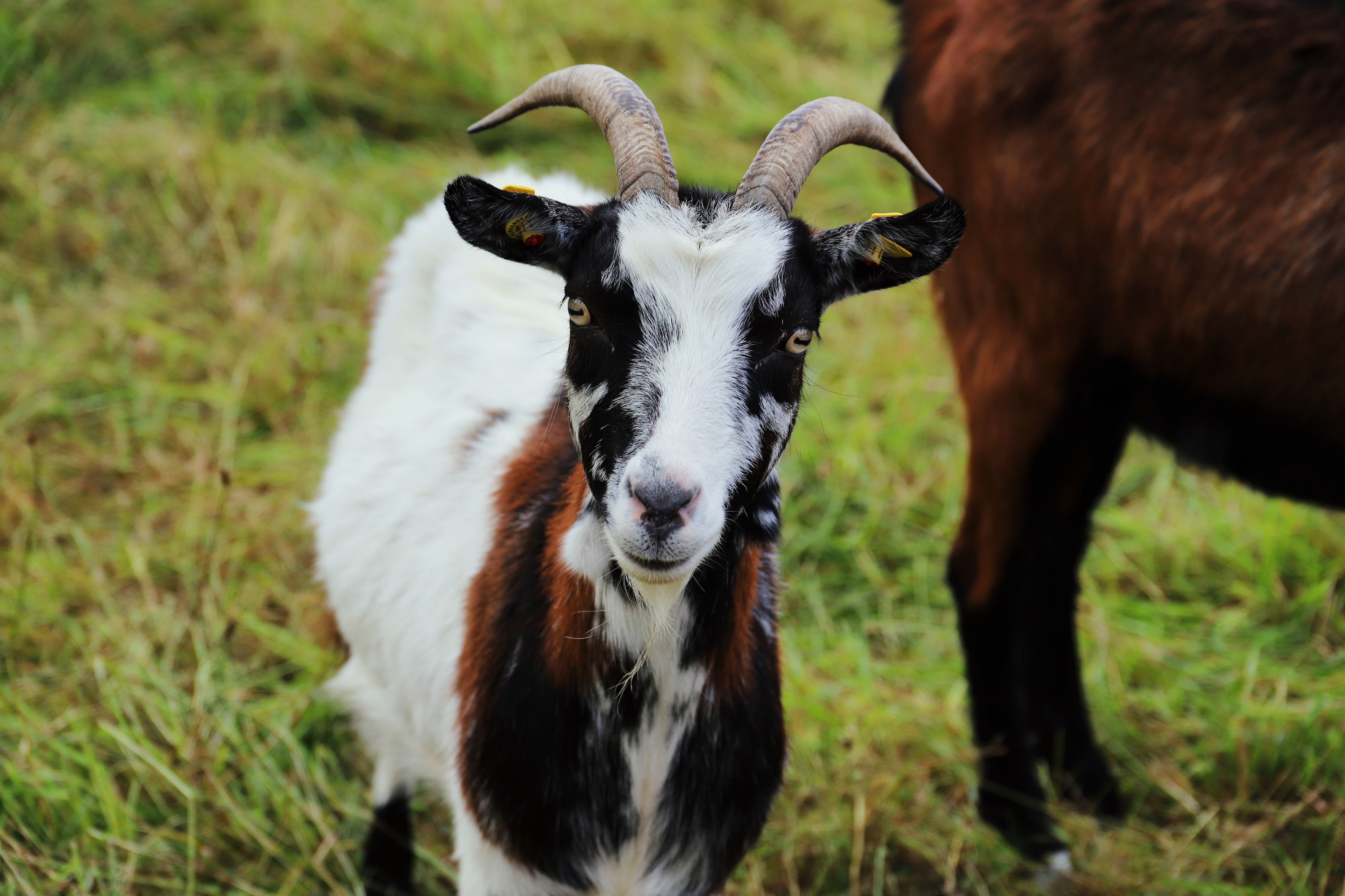 Veterinary care for a goat