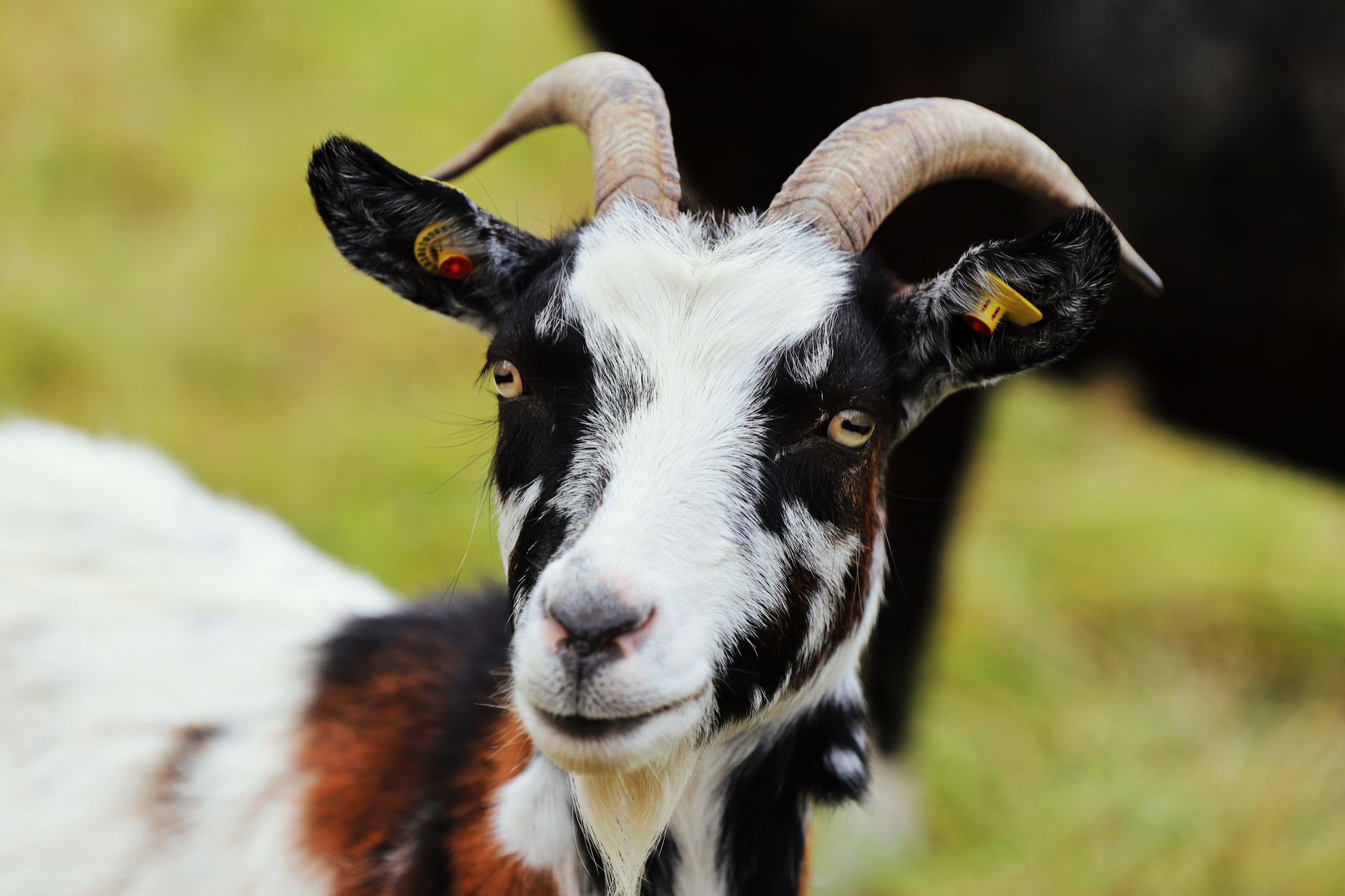 Veterinary care for a goat
