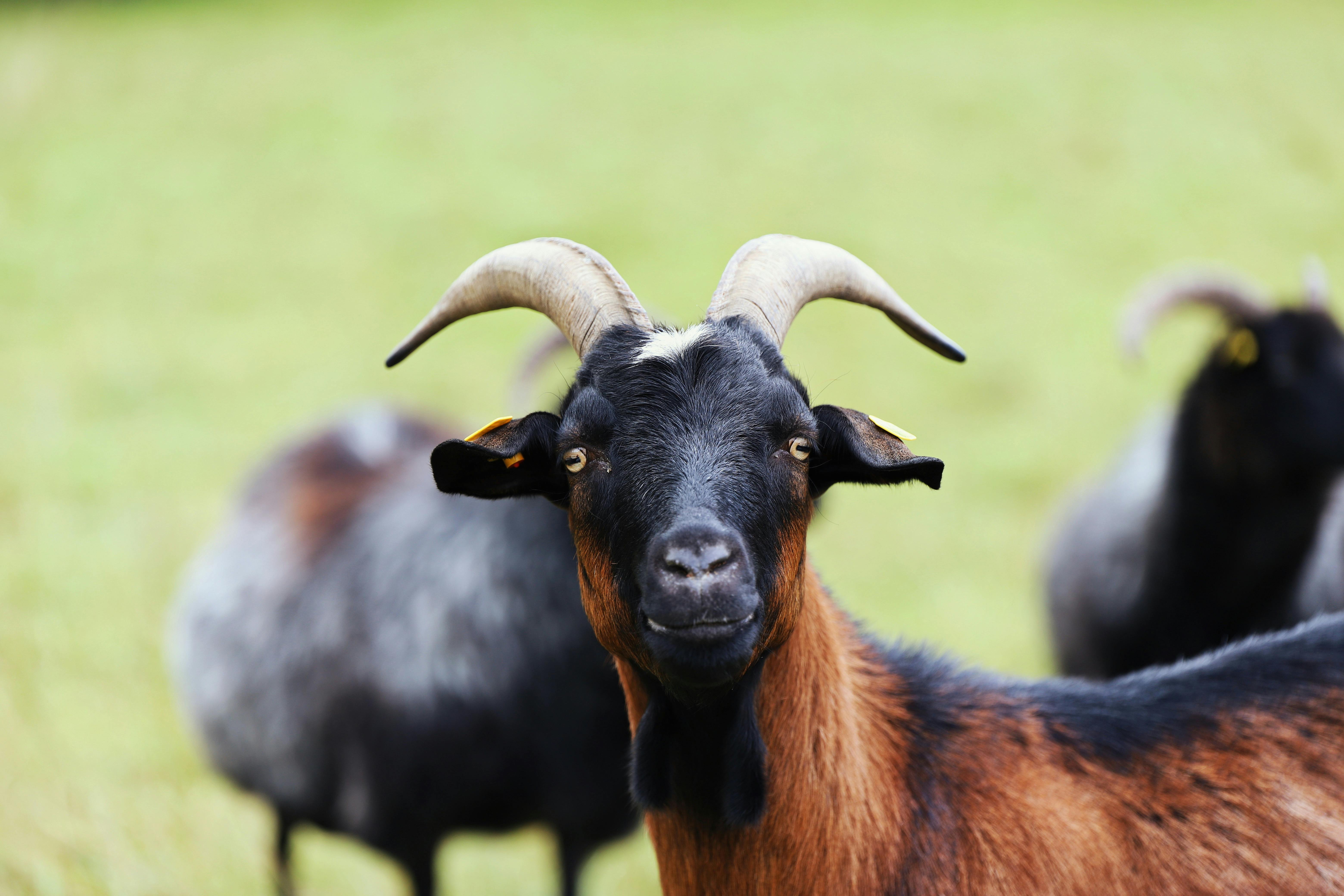 Gratuit Portrait D'une Chèvre Dans Un Pré Vert Photos