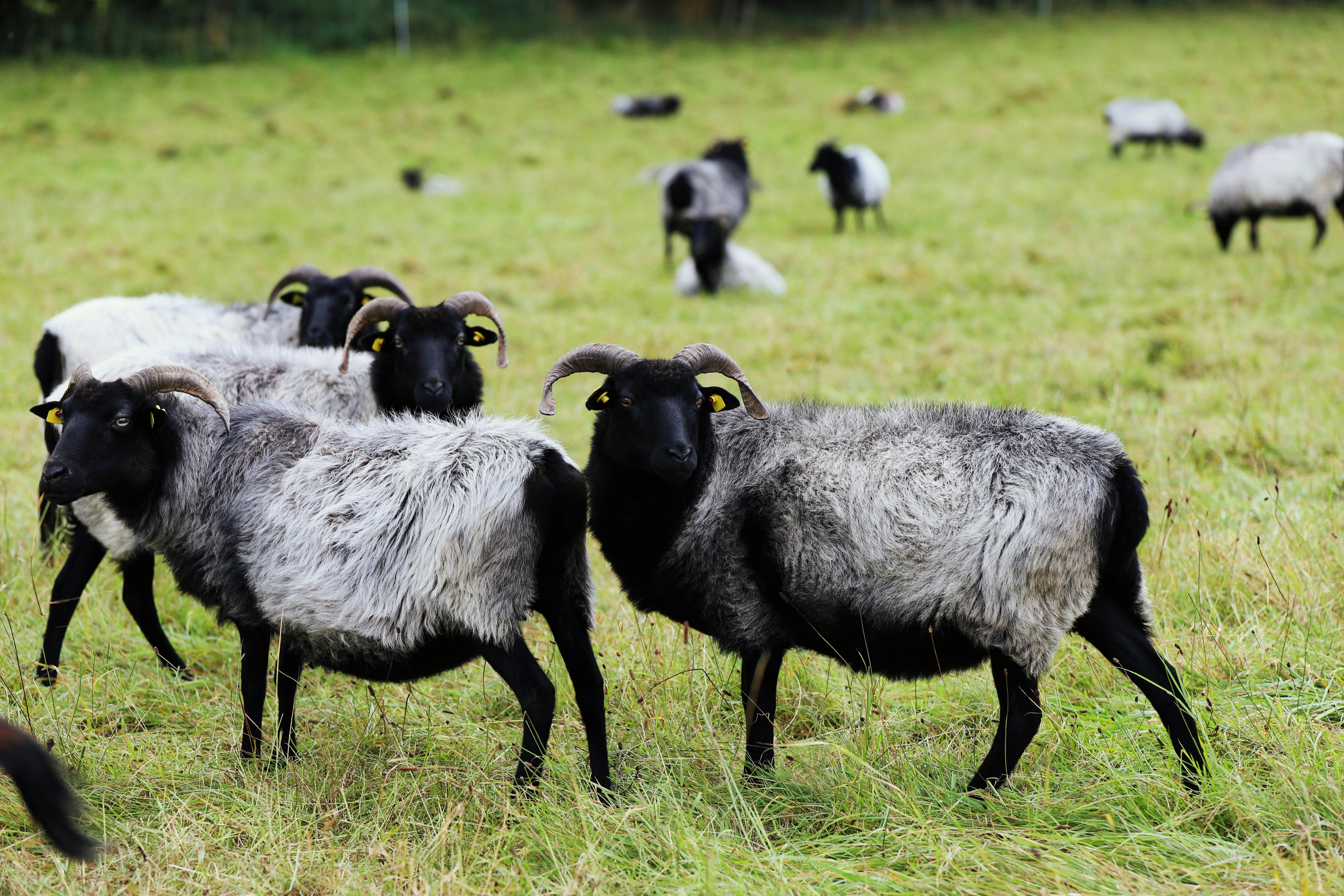 Gratuit Troupeau De Moutons Noirs Et Gris Broutant Dans Un Pré Photos
