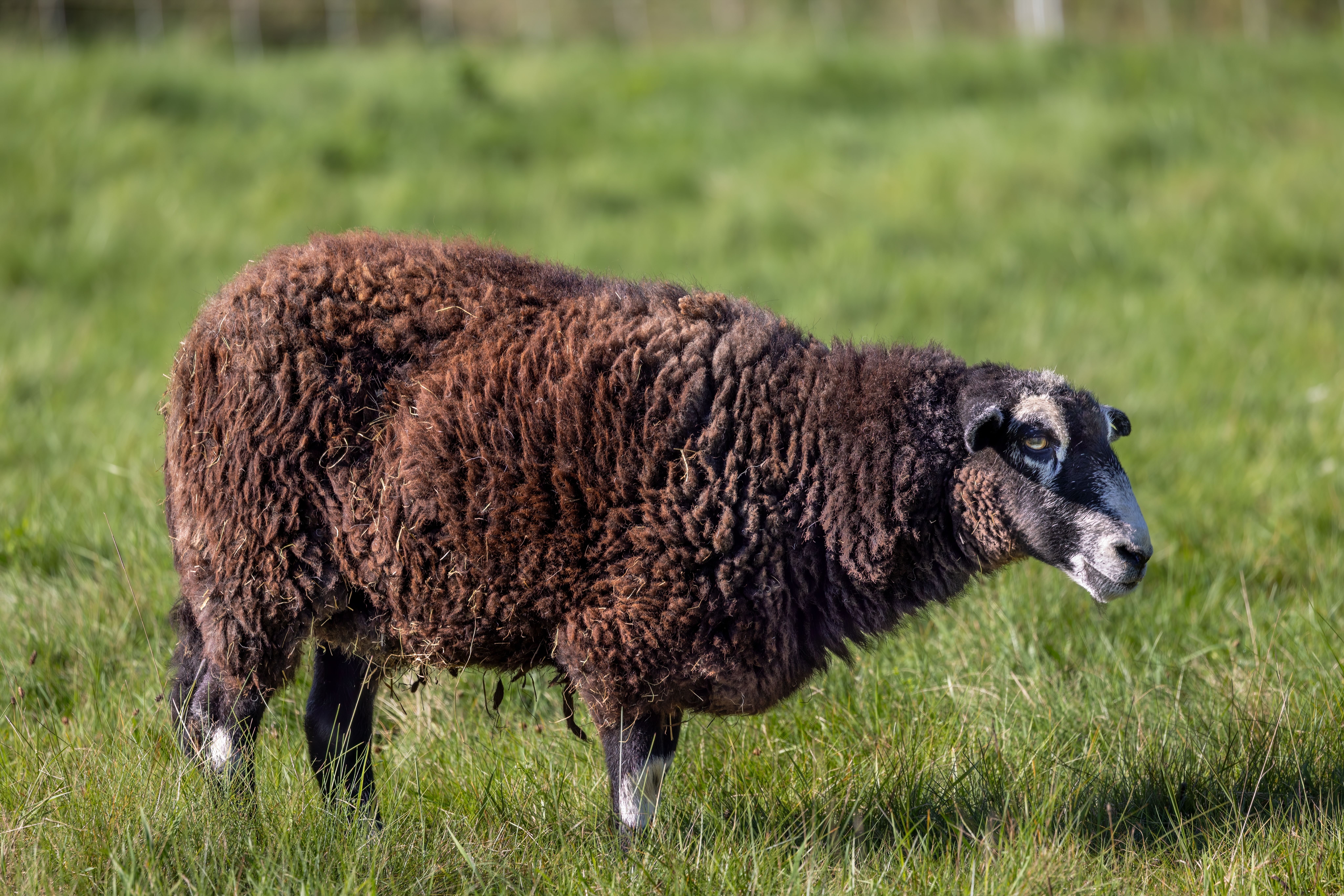A brown sheep grazing peacefully in a lush green field in Princeton, MA.