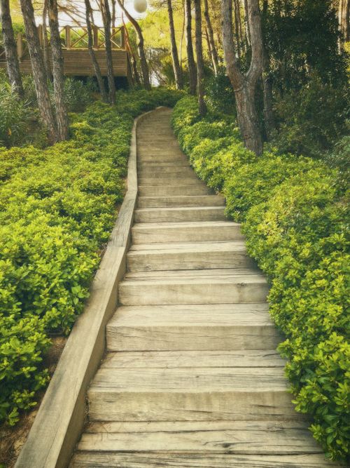 Free Peaceful forest path with wooden steps leading through vibrant greenery, ideal for nature themes. Stock Photo