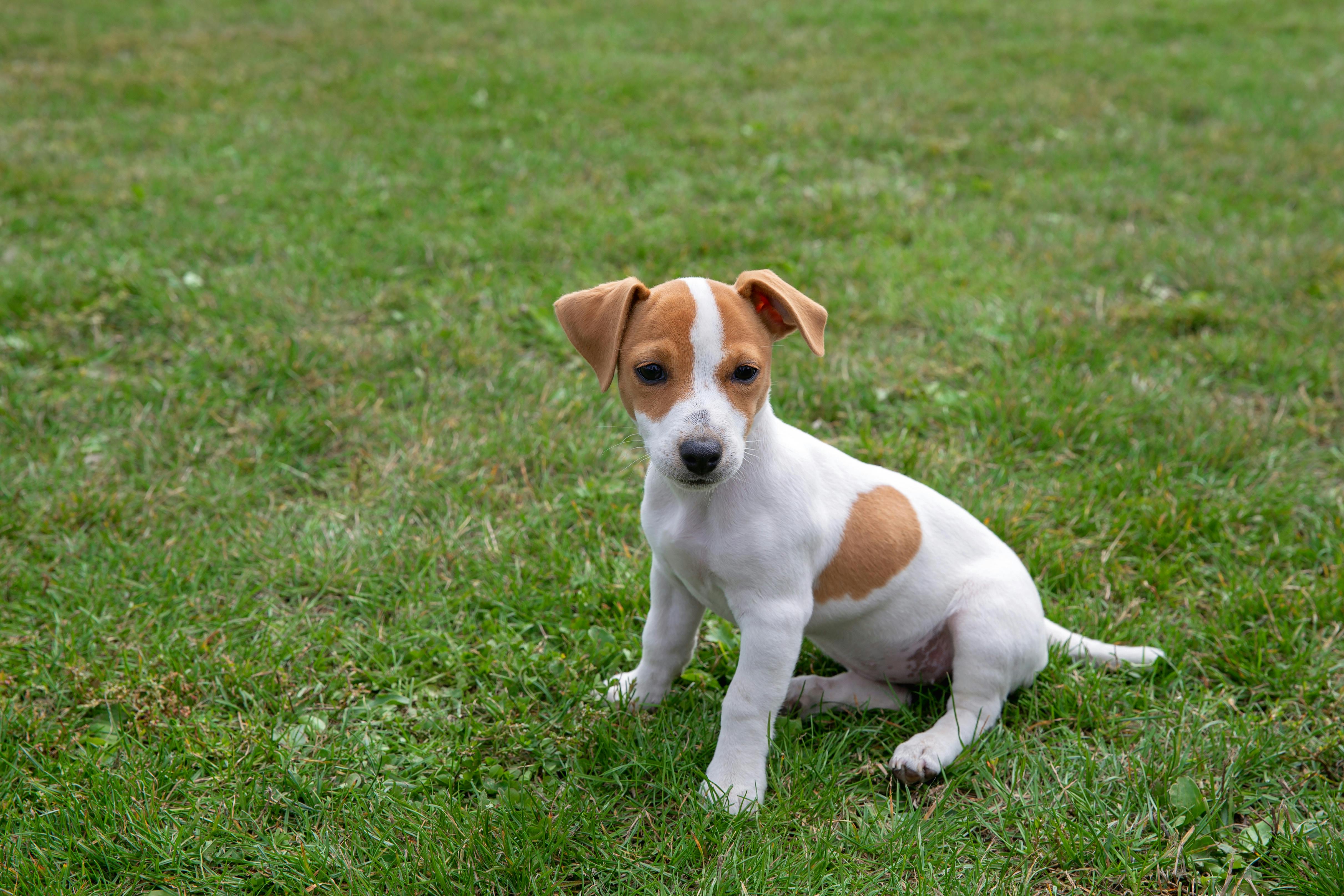 little puppy on the green lawn