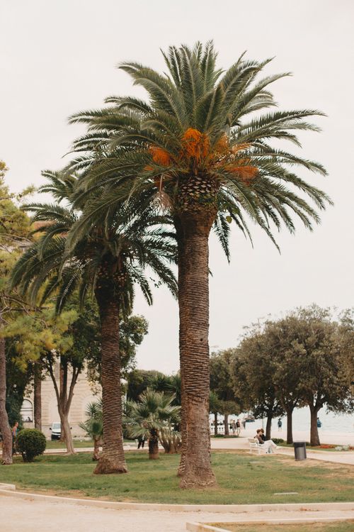Free Palm trees line the picturesque waterfront in Zadar, Croatia, blending nature with serene coastal views. Stock Photo
