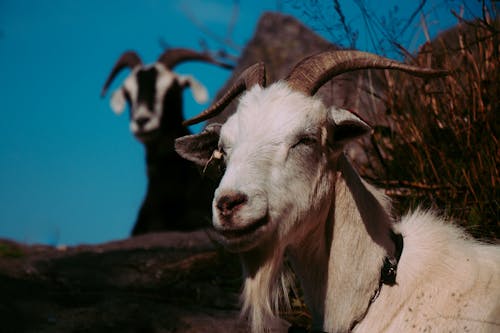 Foto d'estoc gratuïta de a l'aire lliure, animals, ariet