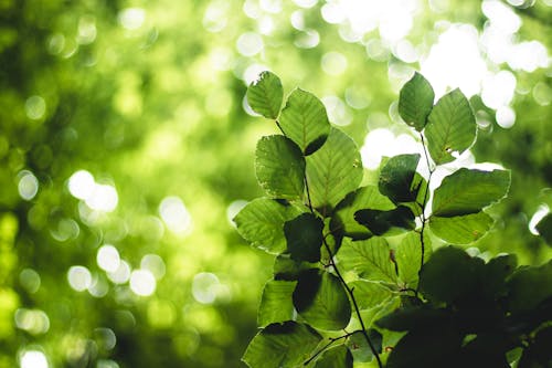 Free Green-leafed Plant Stock Photo