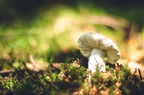 Free stock photo of forest floor, forest mushroom, green