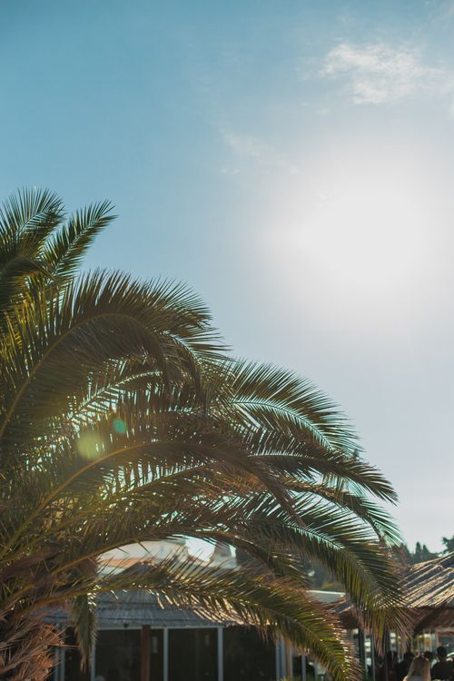 Free Palm trees basking in the bright summer sun in Zadar, Croatia. Stock Photo