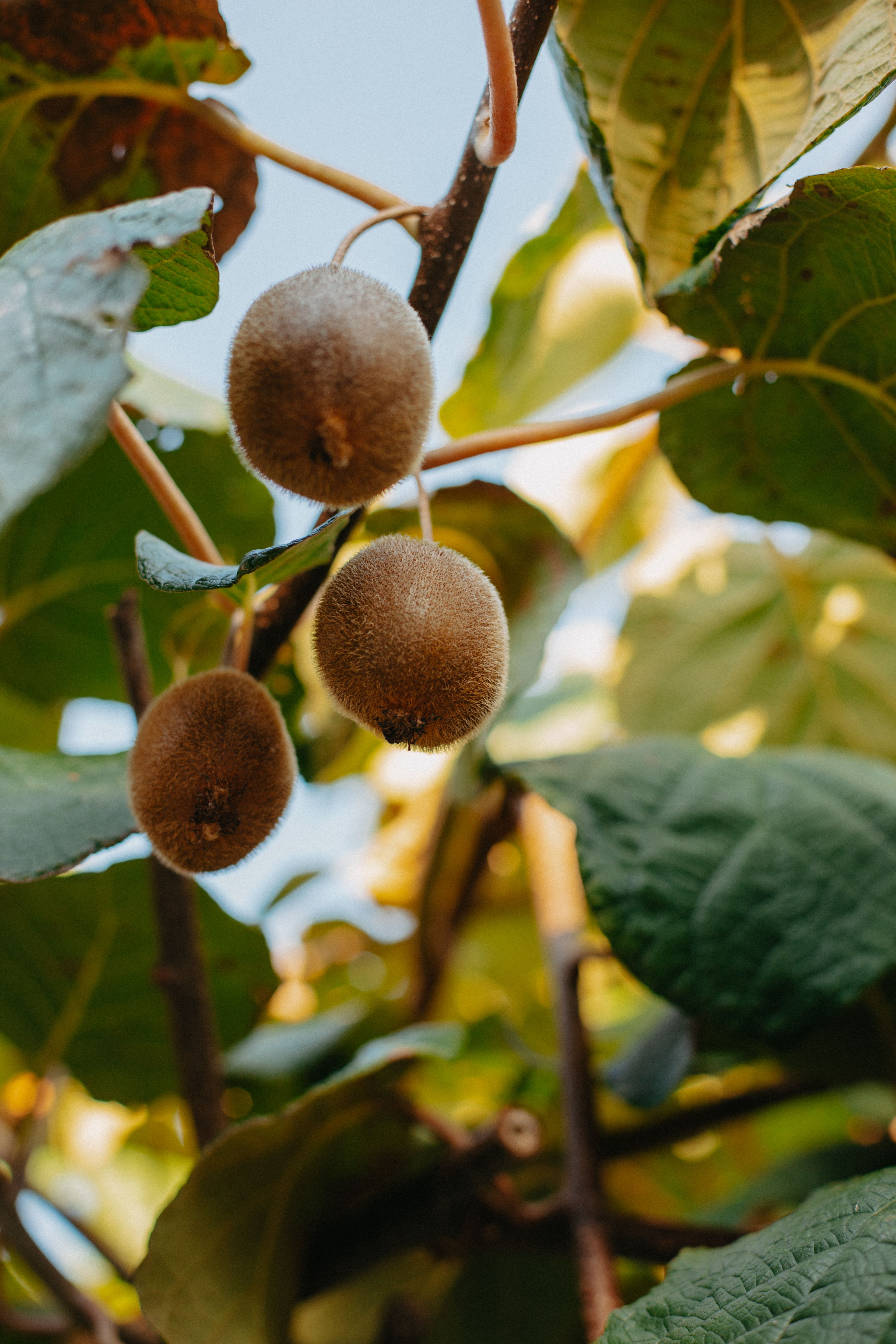 Kiwifruit on a branch in an orchard