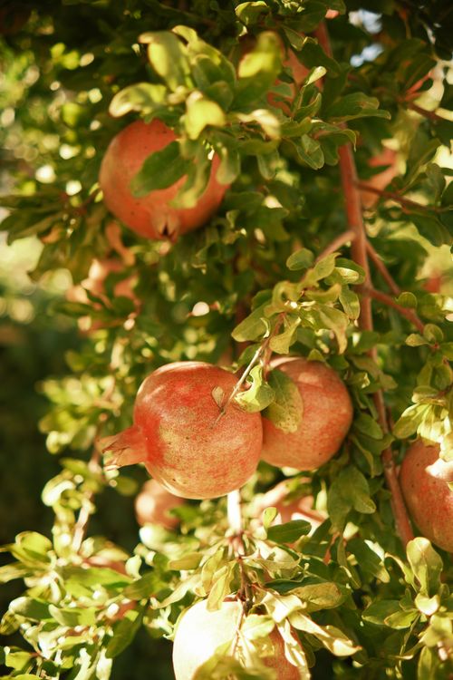 Free Ripe pomegranates hanging on a lush green tree under warm sunlight. Stock Photo