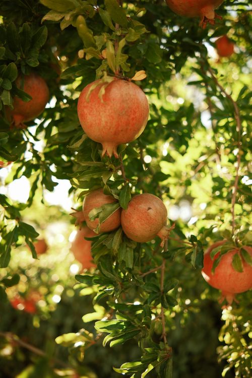 Free Close-up of ripe pomegranates on a tree branch, bathed in sunlight. Stock Photo