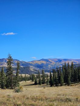 Breathtaking view of Colorado mountains with lush pine forests under clear blue sky.