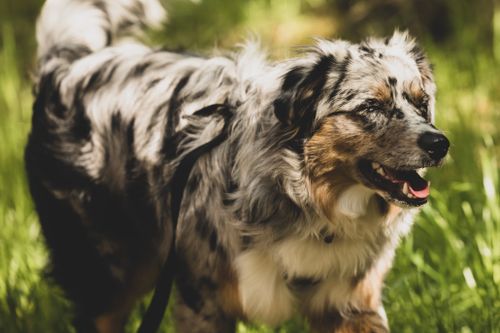 Free A joyful Australian Shepherd dog enjoying a sunny day outdoors. Stock Photo