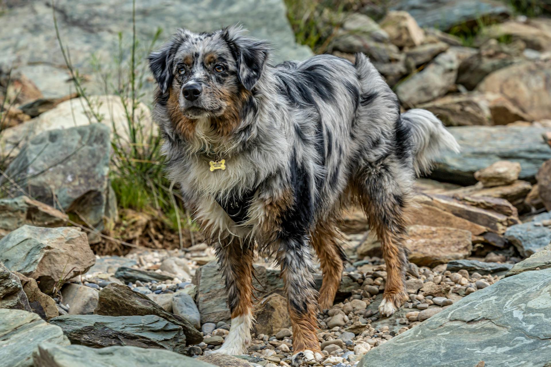 Australian Shepherd on Rocky Terrain Outdoors