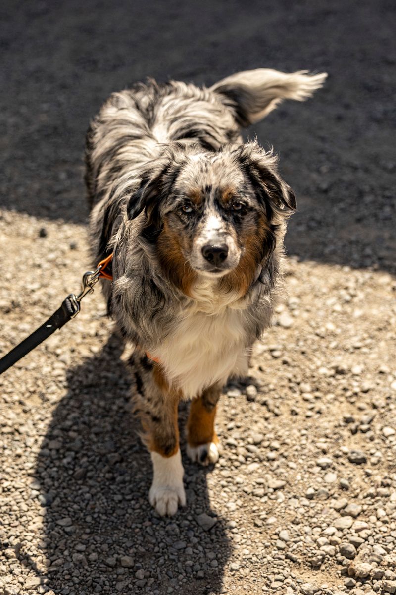 Louie - photo 1