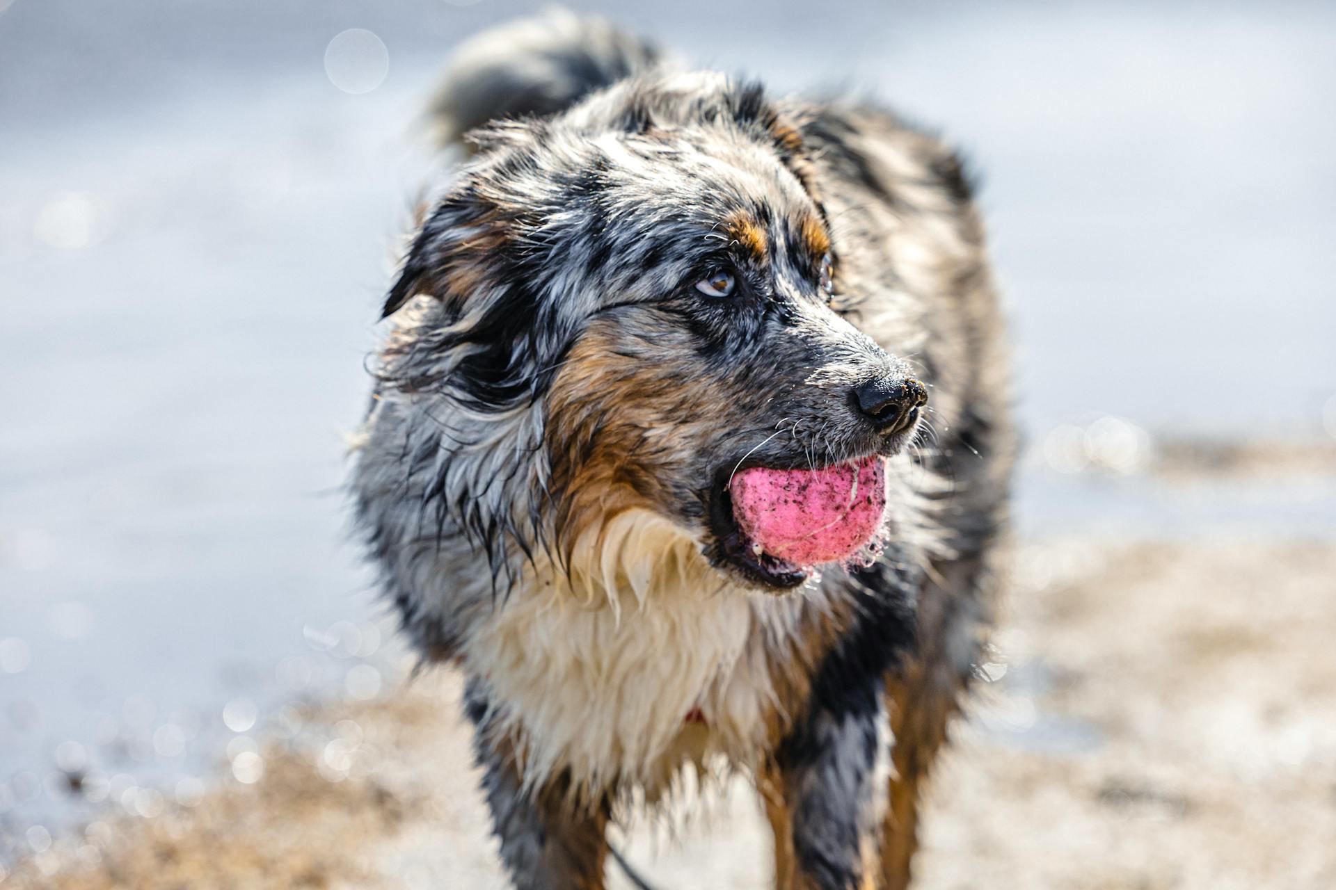 Playful Australian Shepherd at the Beach