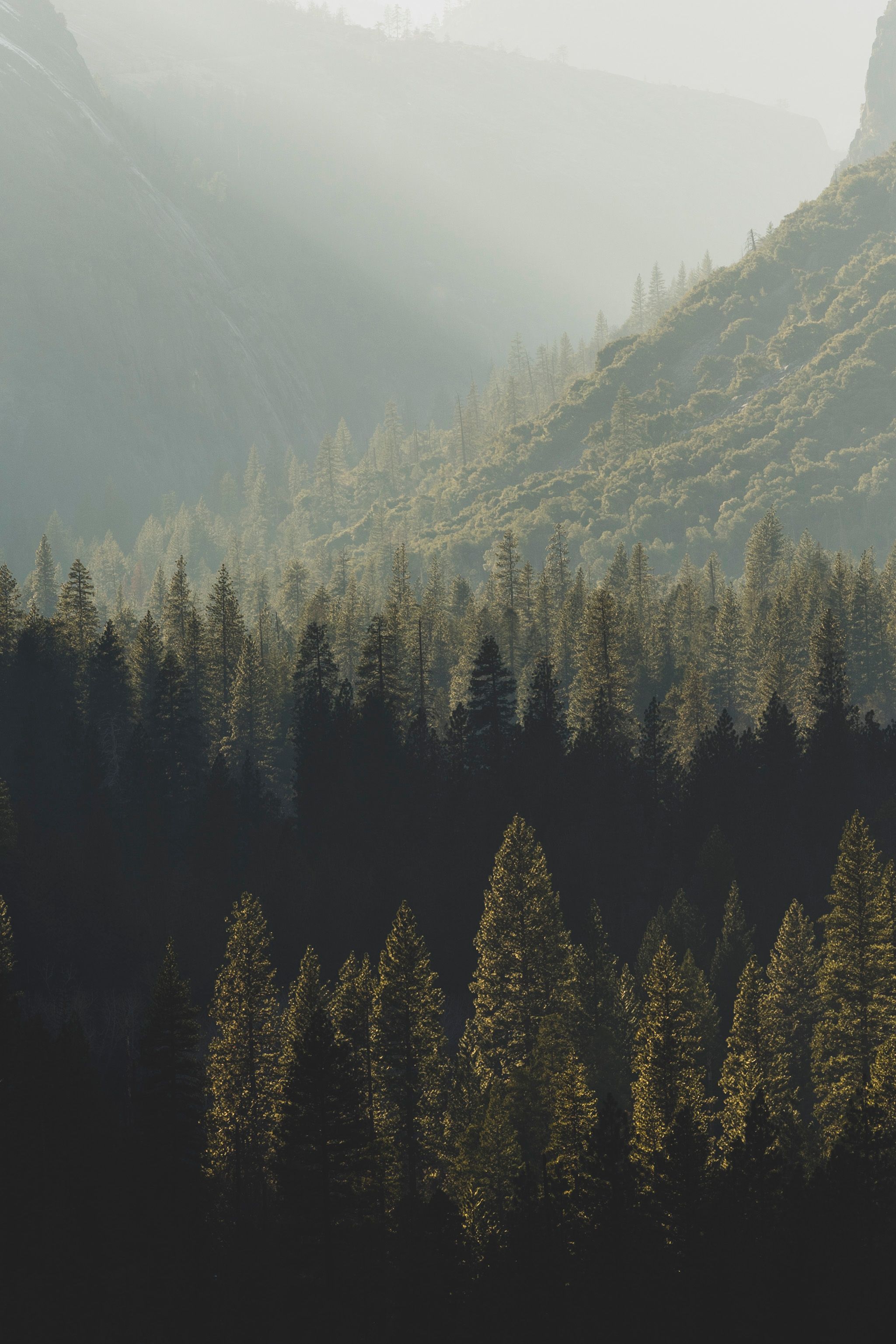 Serene Pine Forest in Misty Mountain Landscape · Free Stock Photo
