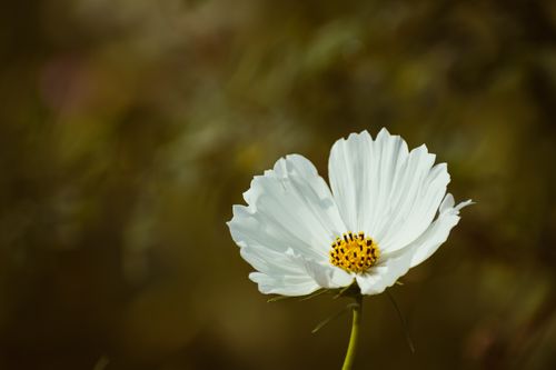 Free A close-up view of a white cosmos flower blooming in a garden, showcasing its delicate petals and yellow center. Stock Photo