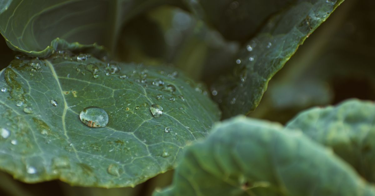 Comment Aménager un Jardin Potager Écologique : Guide Pratique