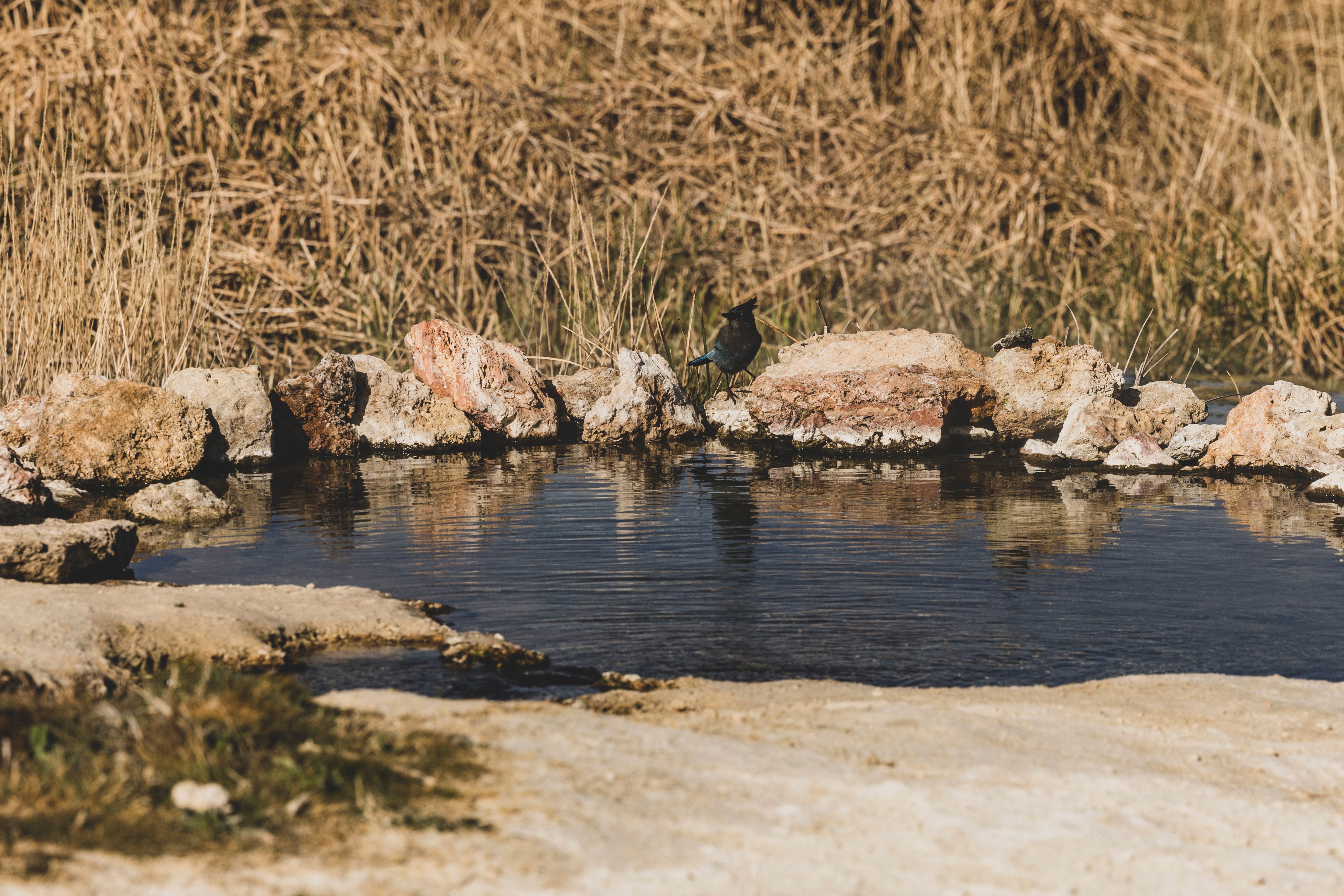 Tranquil Bird at Natural Rock Pool · Free Stock Photo