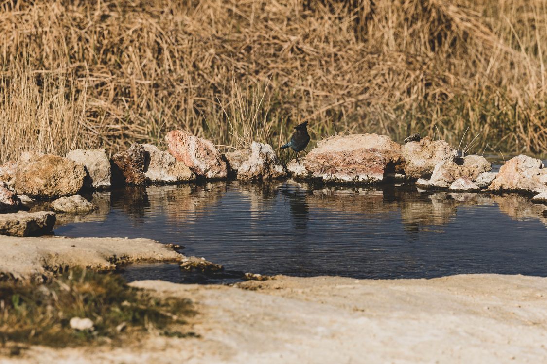 Tranquil Bird at Natural Rock Pool · Free Stock Photo