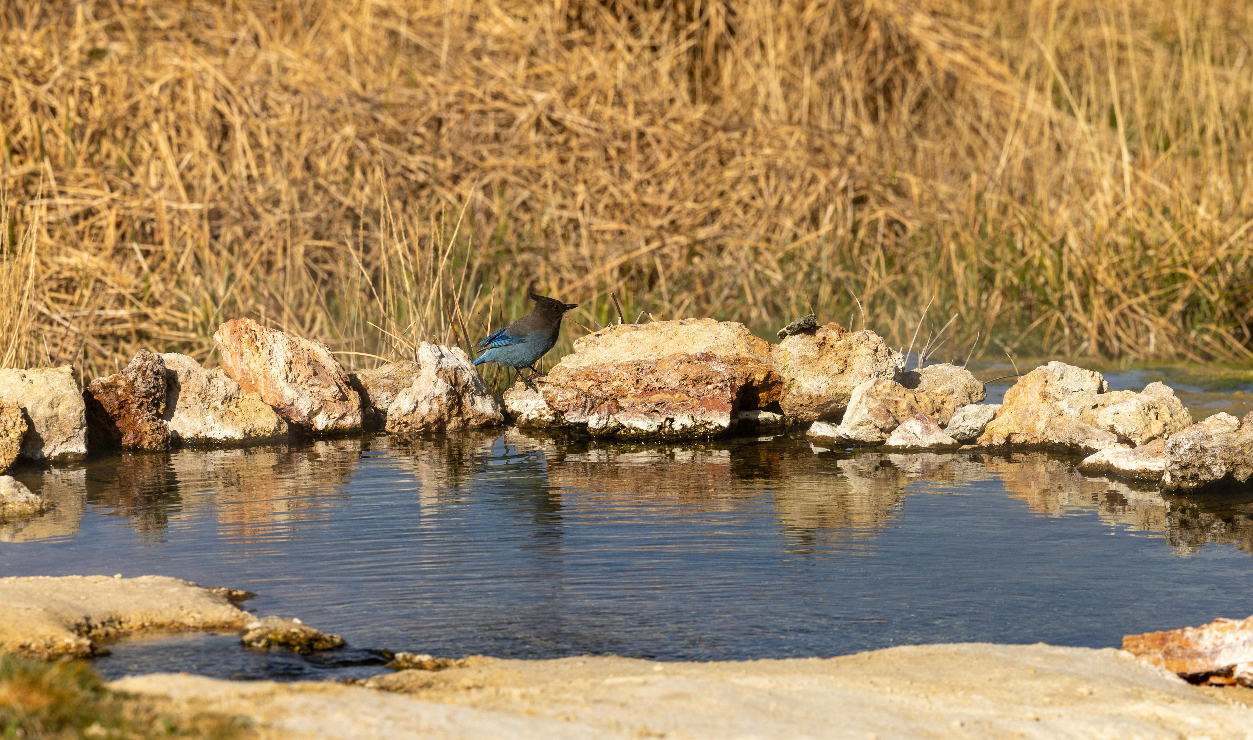 A Steller's Jay perched by a serene pond surrounded by rocks and dry grass.