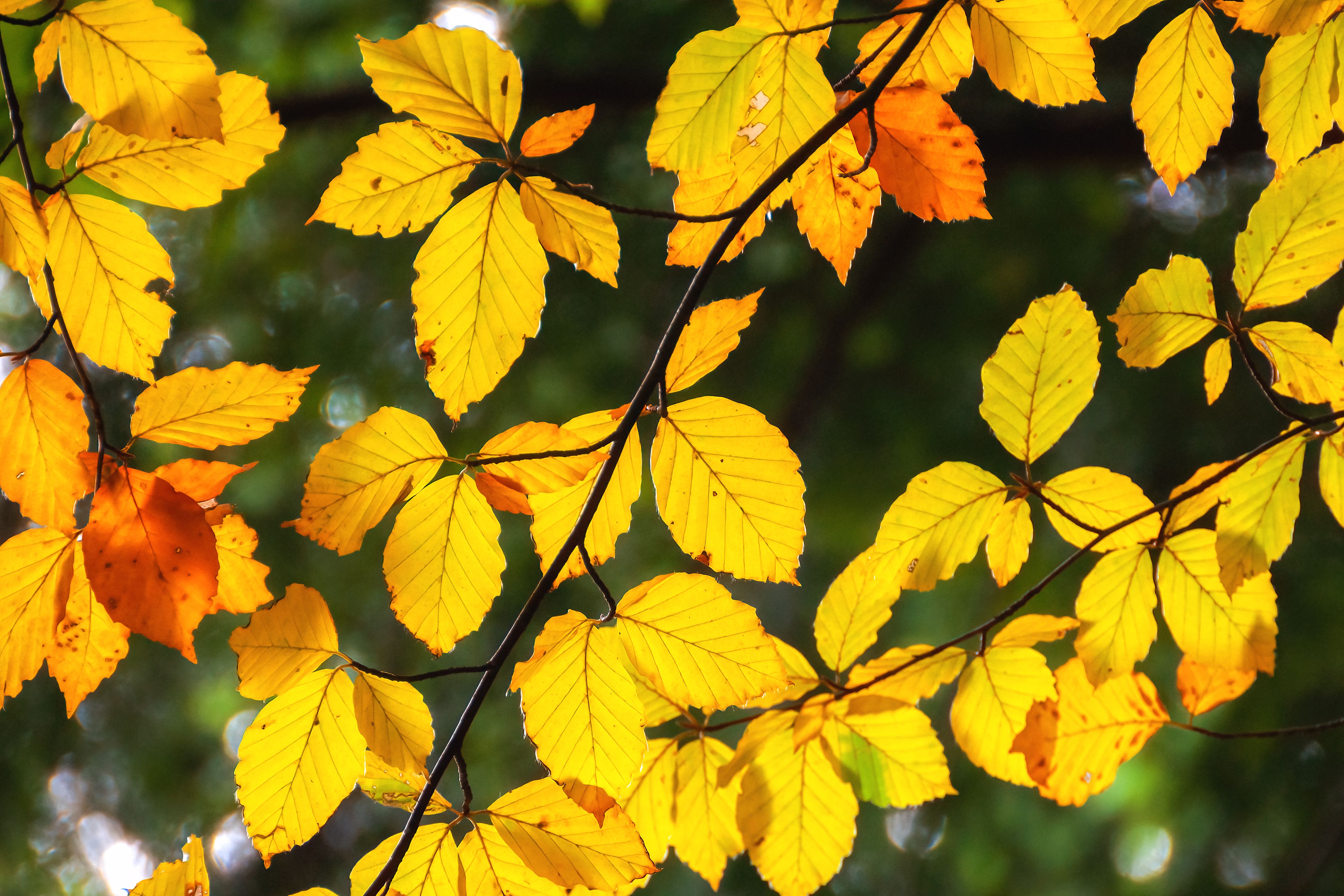 Vibrant yellow and orange beech leaves illuminated by sunlight, showcasing autumn's beauty.