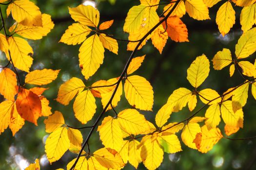 Vibrant yellow and orange beech leaves illuminated by sunlight, showcasing autumn's beauty.