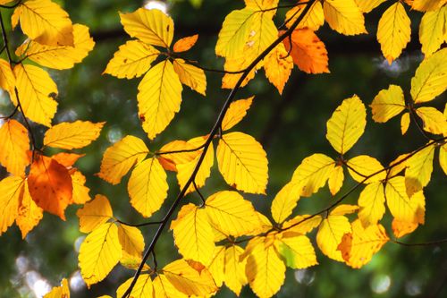 Free Vibrant yellow and orange beech leaves illuminated by sunlight, showcasing autumn's beauty. Stock Photo