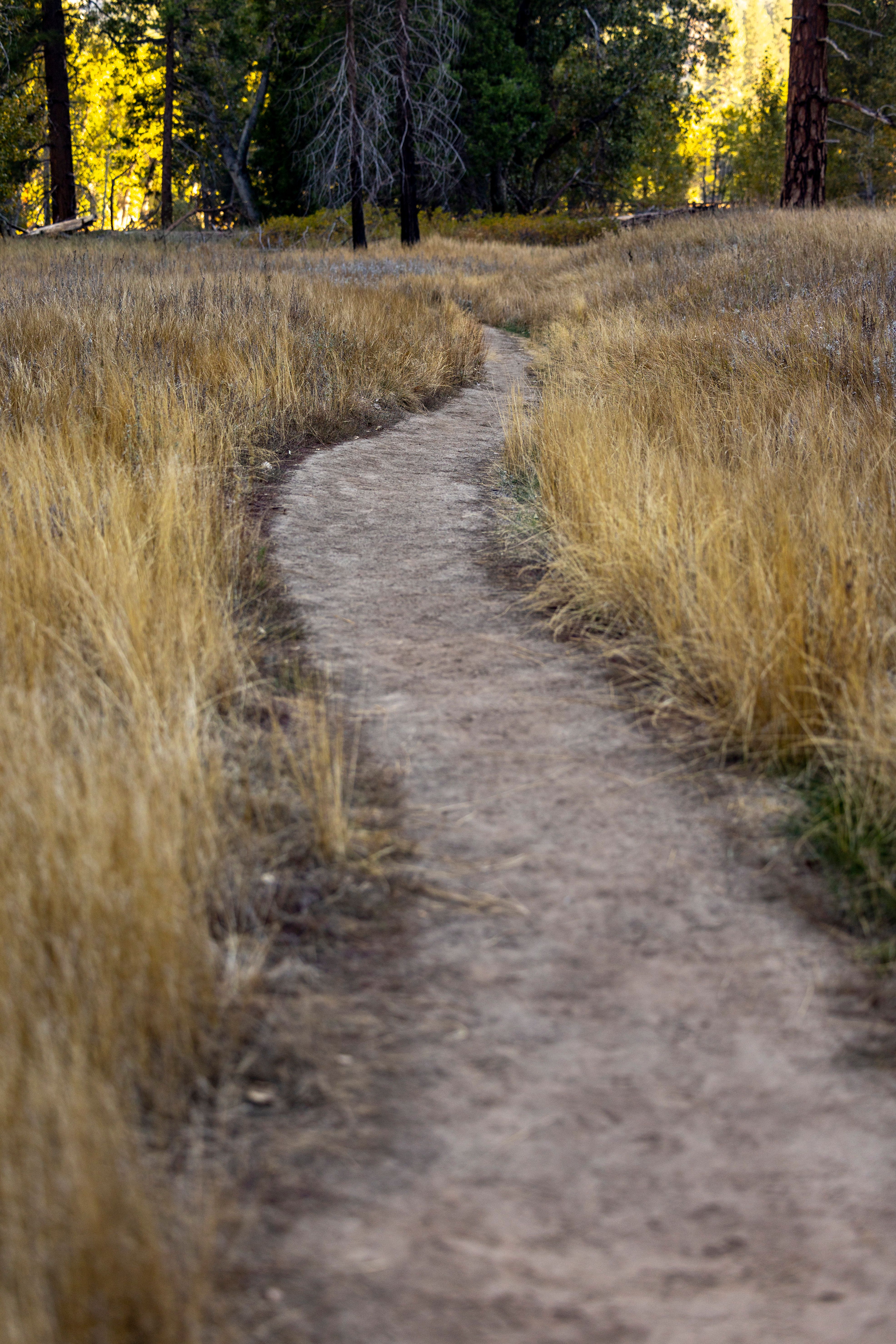 Serene Dirt Path in Autumn Forest Landscape · Free Stock Photo