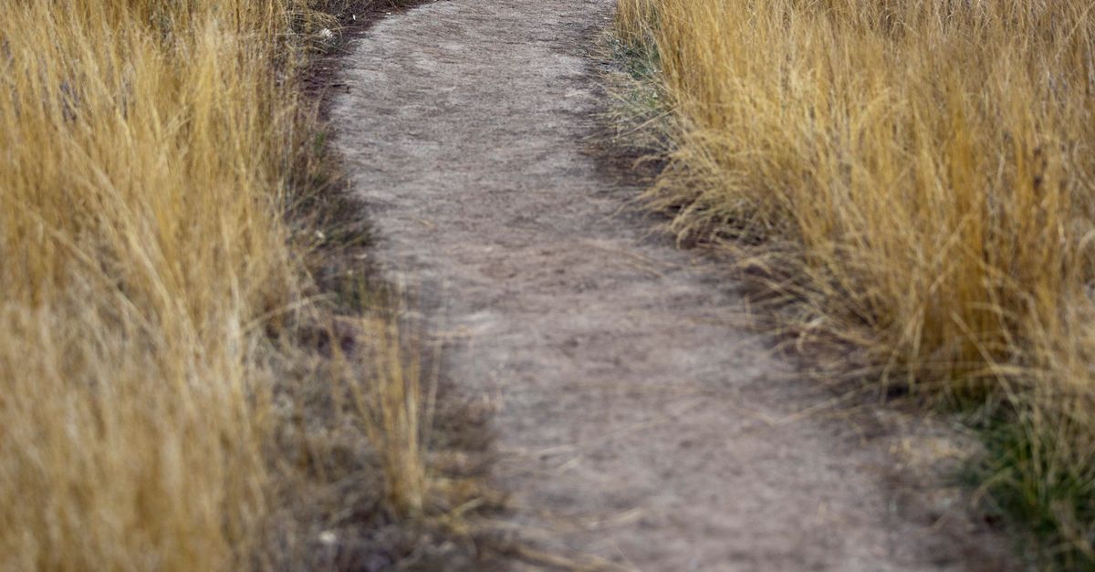 Dirt Path Pattern Serene Dirt Path in Autumn Forest Landscape · Free Stock Photo