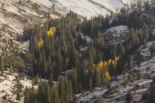 Free Beautiful aerial view of a forest with autumn foliage in a rocky mountain landscape. Stock Photo