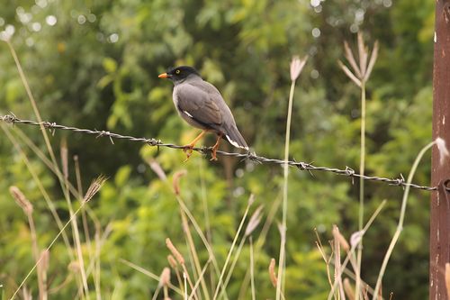 Free A jungle myna bird perches gracefully on barbed wire in a lush, green environment. Stock Photo