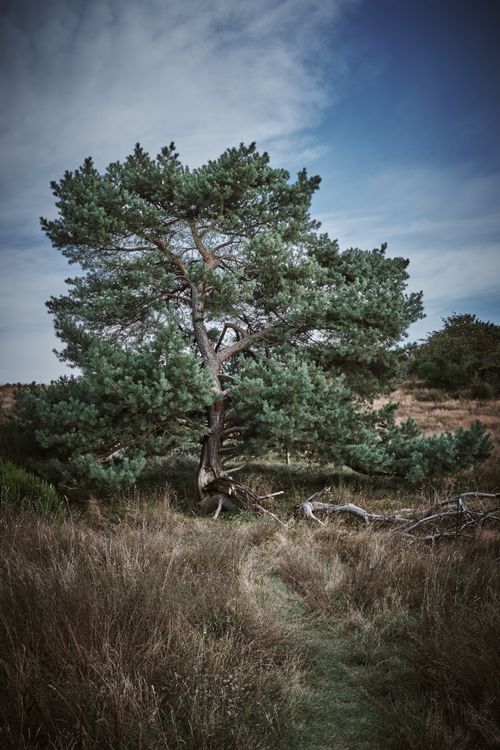 Free Beautiful lone pine tree standing tall in the serene meadow of Insel Hiddensee, Germany. Stock Photo