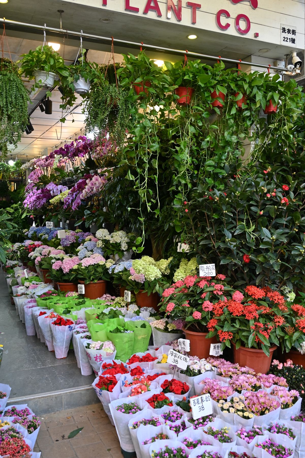 Flower shop display with orchids and potted flowering plants.