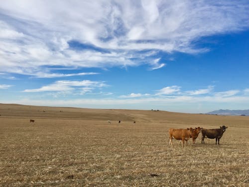 Free stock photo of blue sky, cape town, cattle