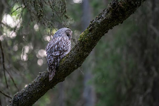 Allocco Degli Urali Appollaiato Su Un Ramo Di Un Albero Nella Foresta