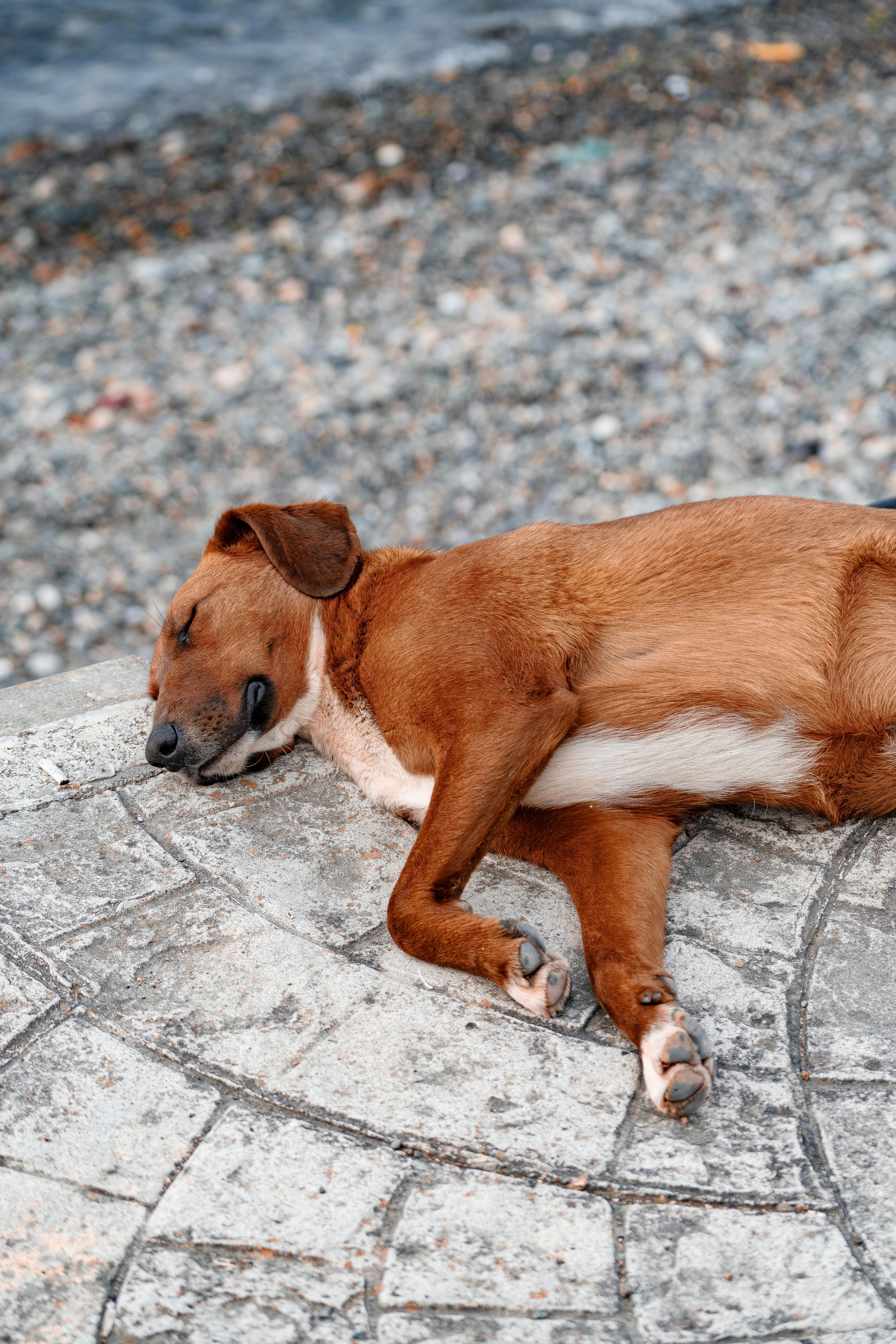 sleeping dog relaxing by the pebble beach