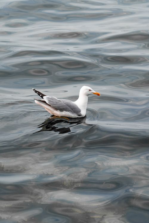 Free A seagull gracefully floats on the calm water surface, captured in Yalova, Türkiye. Stock Photo