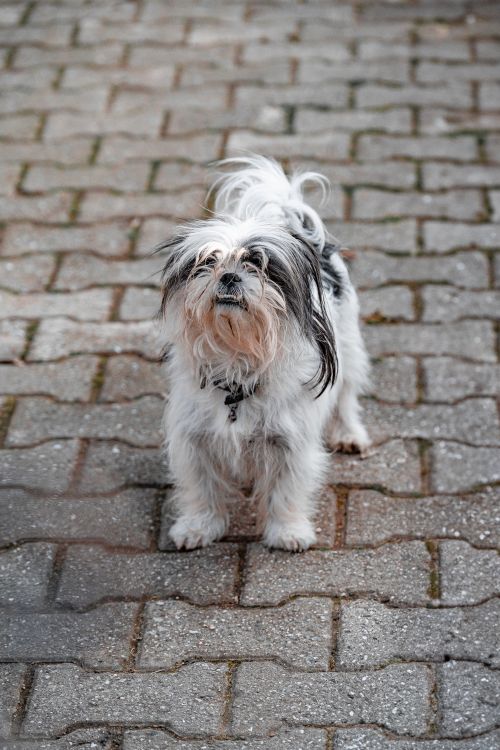 Free Adorable Shih Tzu dog standing on a patterned brick pavement outdoors. Stock Photo