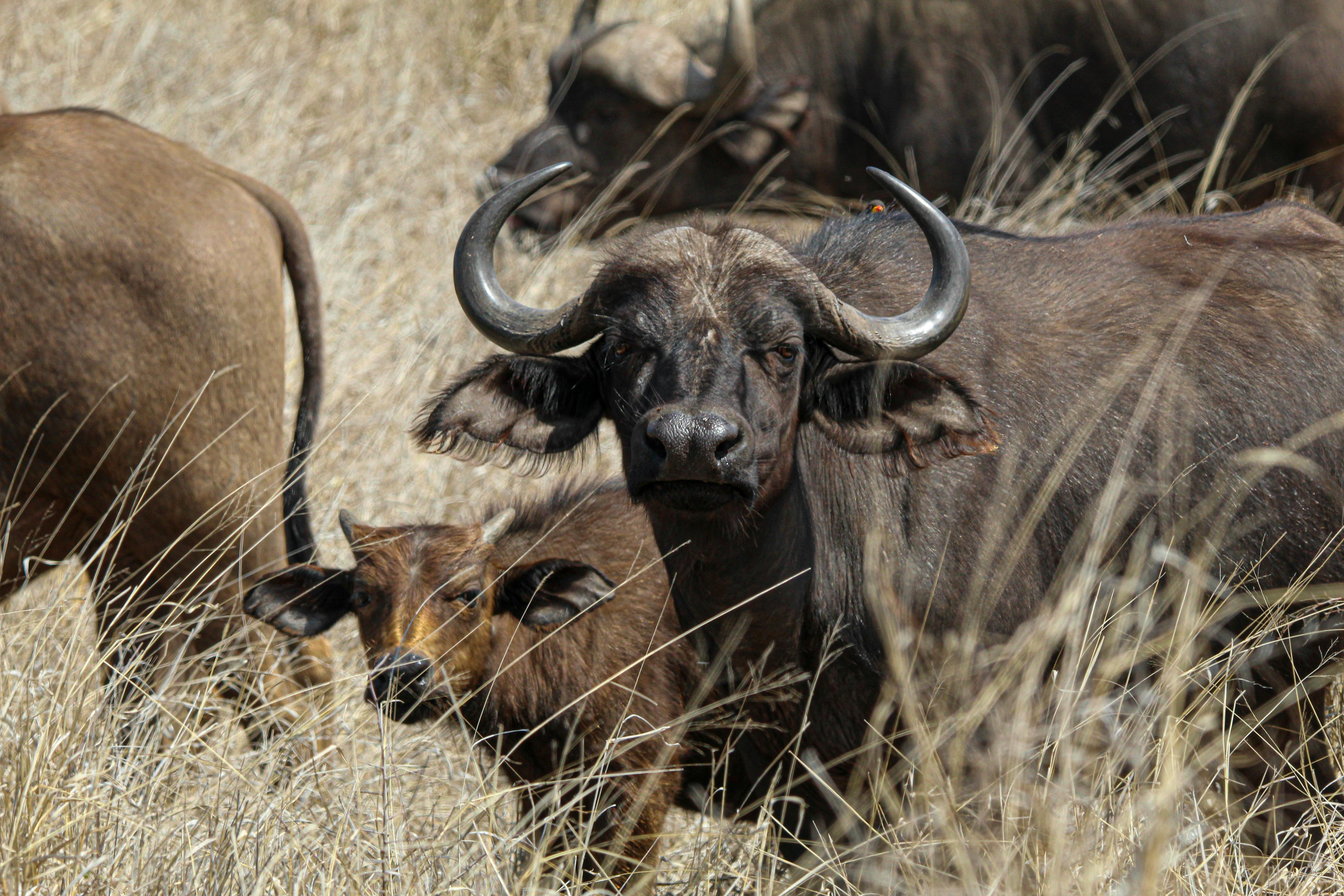 Close Up Photography Of Buffalo Free Stock Photo