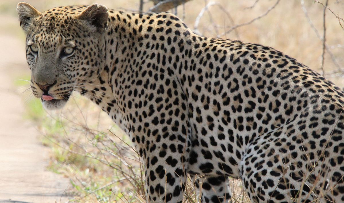 Kruger National Park South Africa