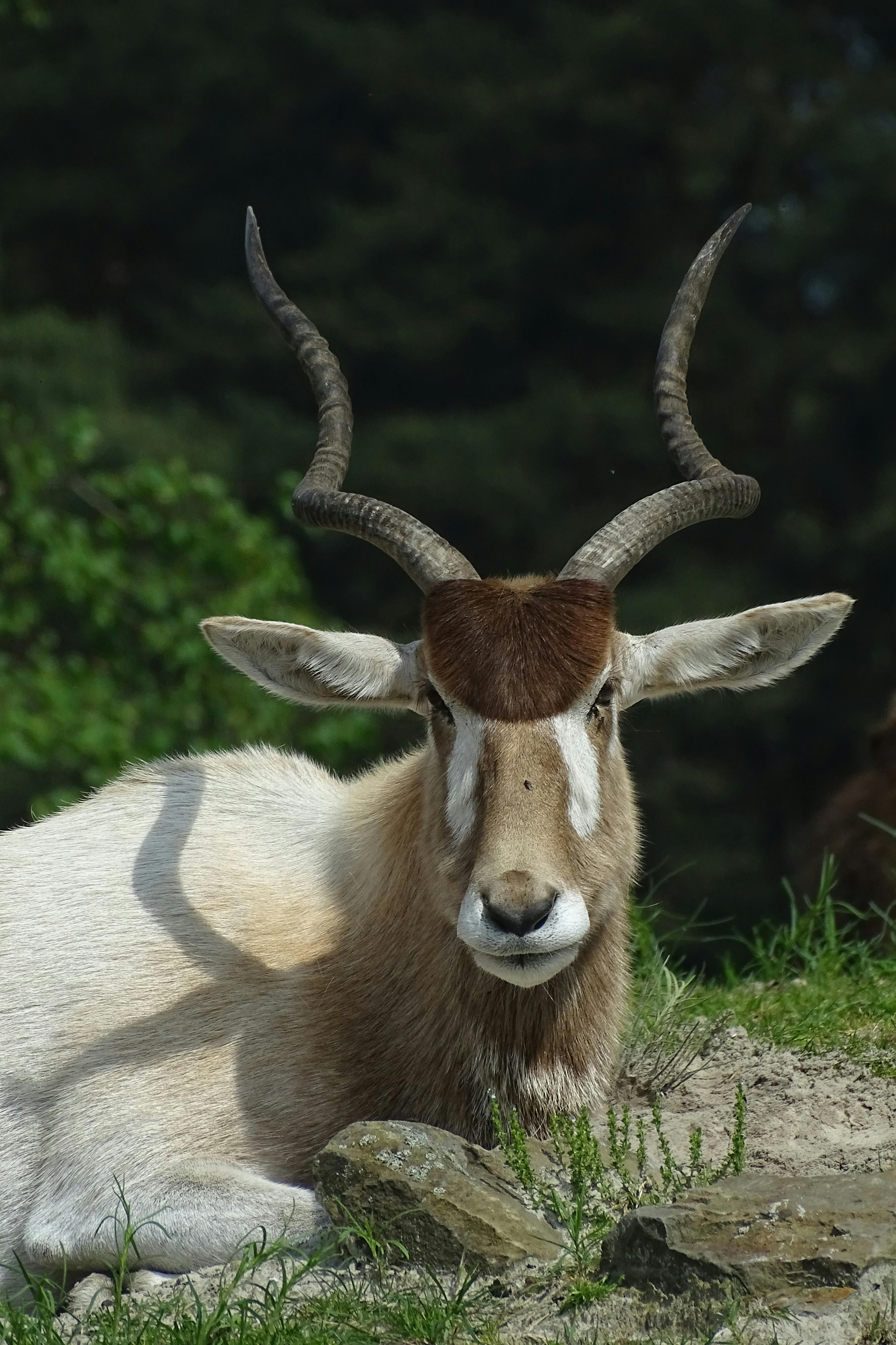 Gratuit Antilope Addax Au Repos Dans Son Habitat Naturel Photos