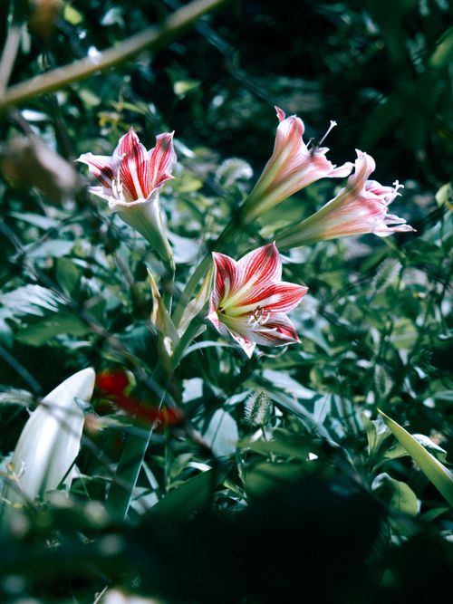 Free Captivating red lilies in full bloom surrounded by green foliage in a lush garden setting. Stock Photo