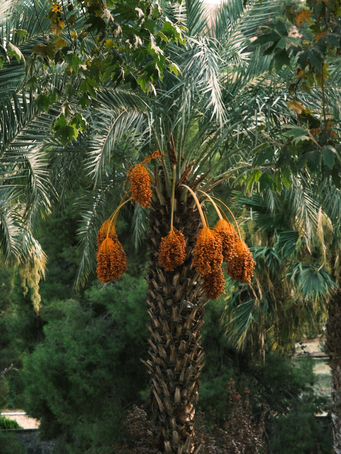 Lush Date Palm Tree in a Desert Oasis · Free Stock Photo
