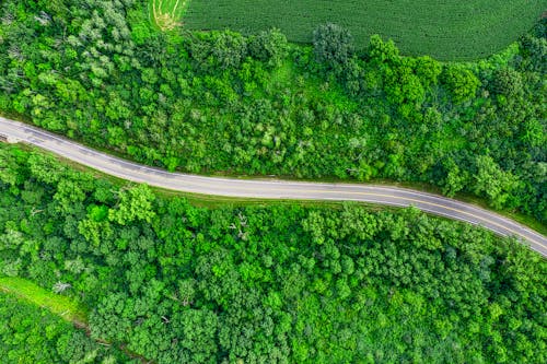 樹木之間的道路的航拍