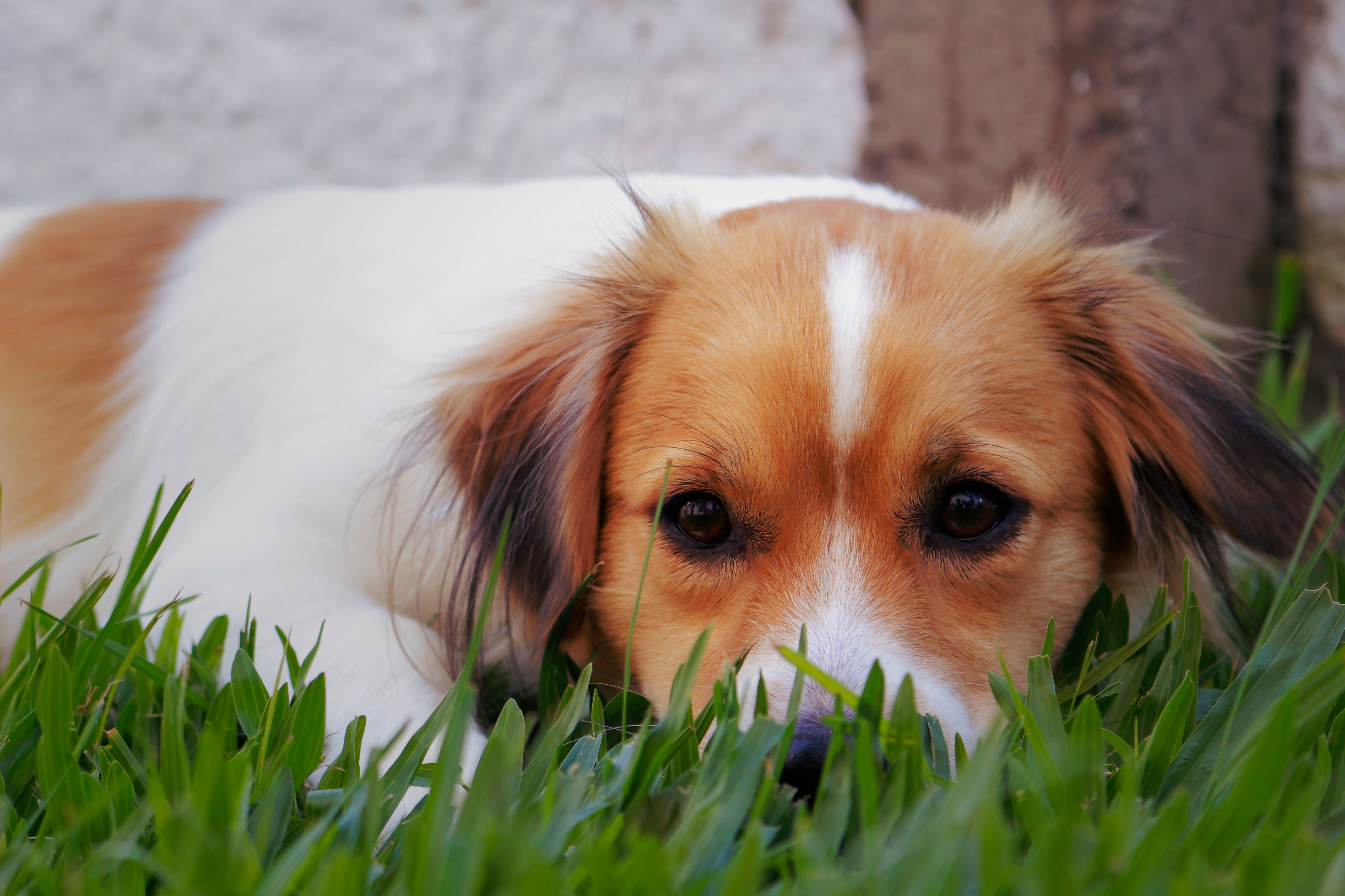 Free Stock Photo Of Animal Animal Photography Cute