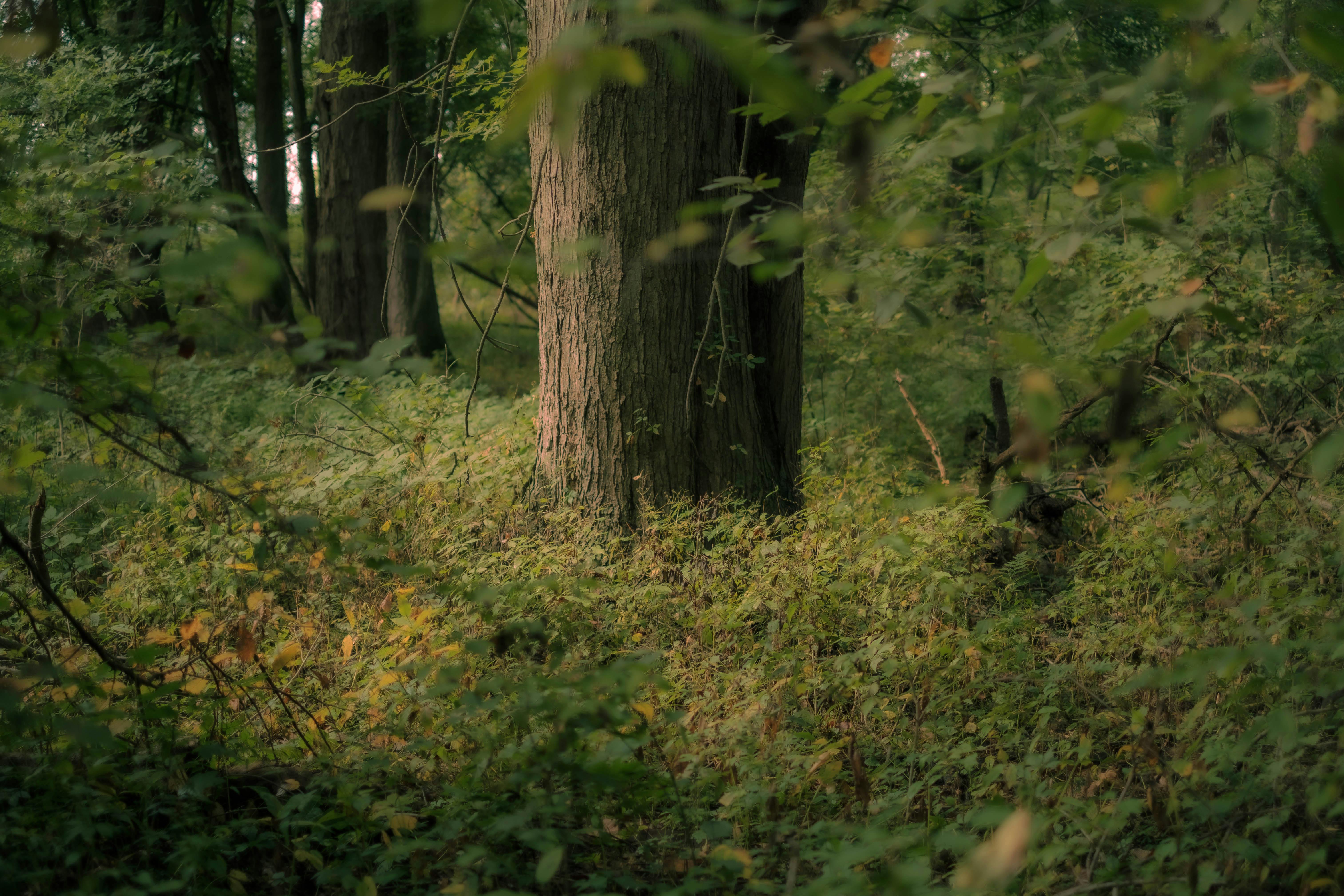 DuPage Forest Preserve executive director leaving for city manager job in Florida — Photo by Shan Nir on Pexels