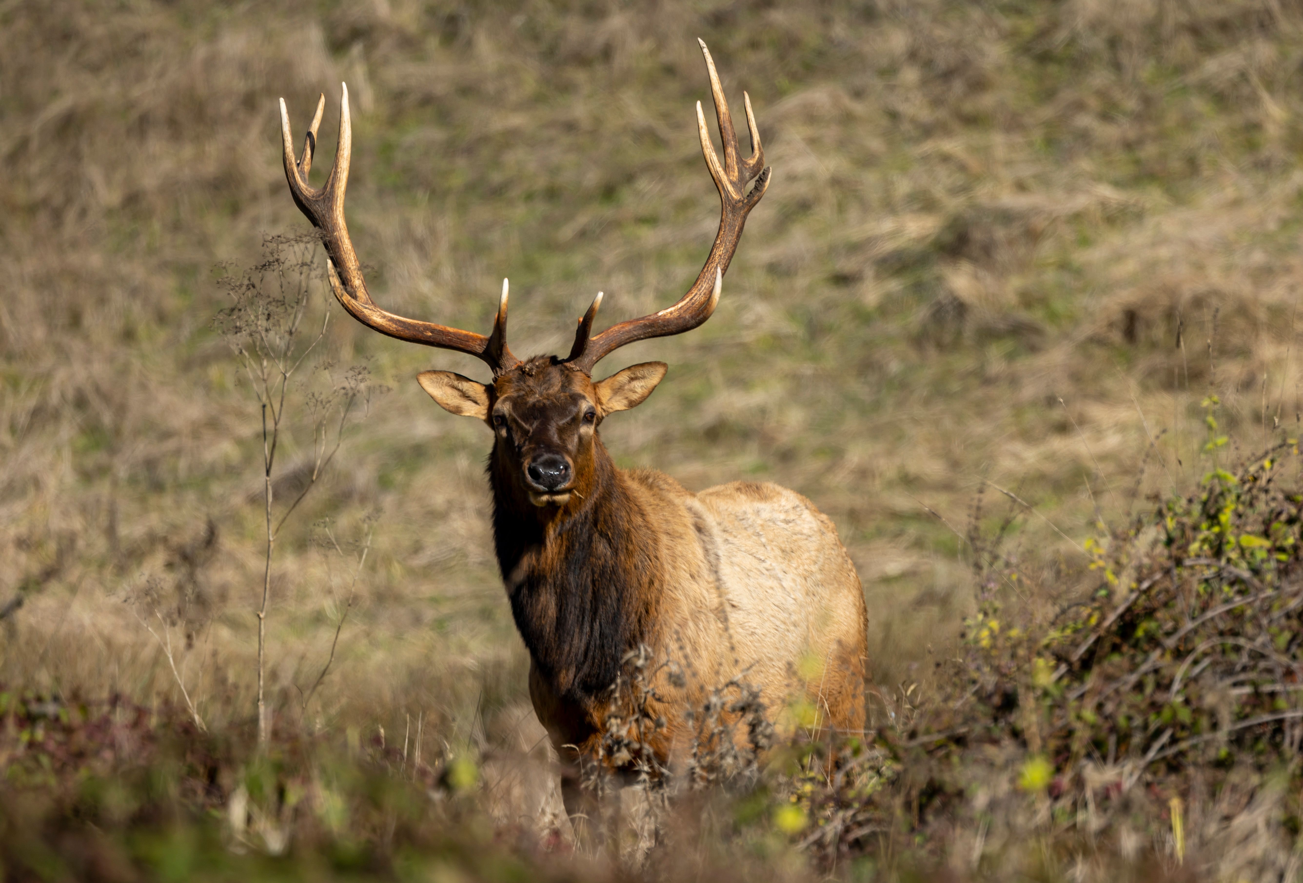Majestic Elk Standing in Natural Habitat · Free Stock Photo