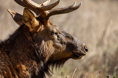 Free Side profile shot of a majestic elk in a natural habitat, showcasing its antlers. Stock Photo
